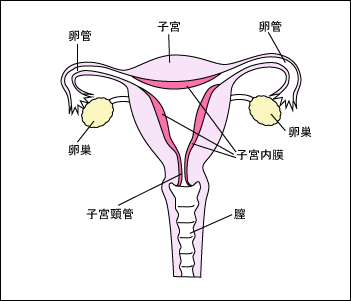 女性内性器